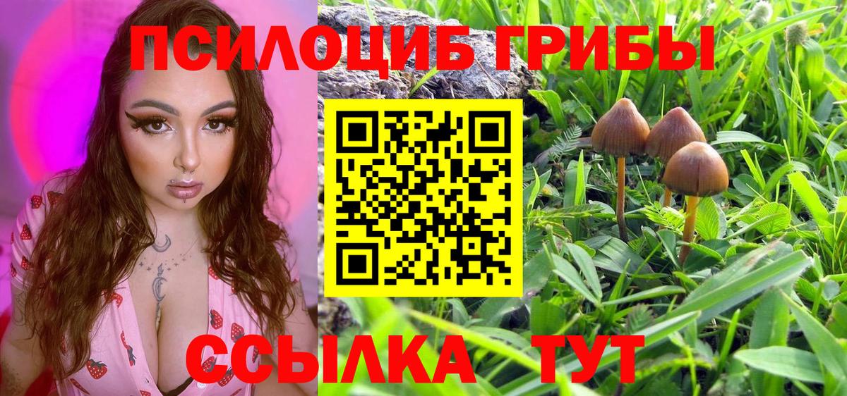 Псилоцибиновые грибы Cubensis Орёл